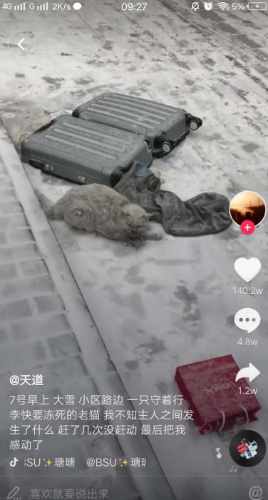 网友收留雪地中的流浪猫 善行感动百万抖音网友